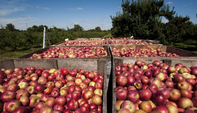 România, bătută măr de Polonia la producția de mere - laditemere-1697461587.jpg
