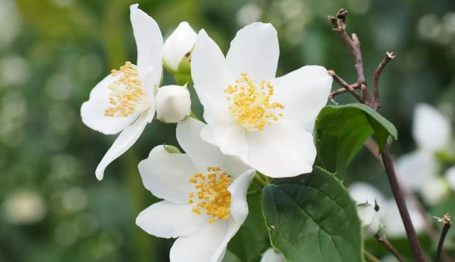 Lămâița combate oboseala și reduce crampele menstruale - lamaita-1709642807.jpg