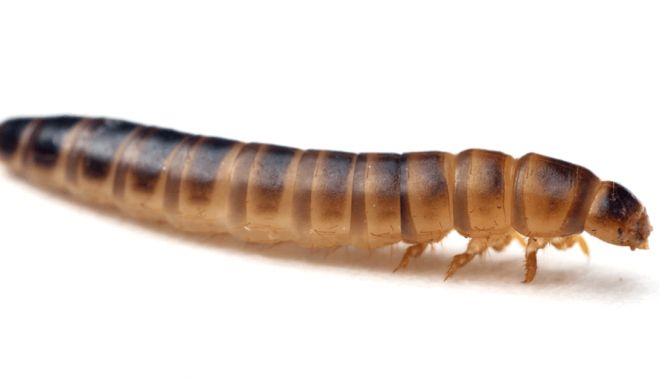 Petre Daea, despre larva gândacului de bălegar, aprobat de UE ca aliment comestibil: 