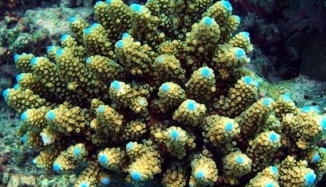Cercetătorii au congelat în premieră larve din Marea Barieră de Corali - larvecorali-1671467297.jpg