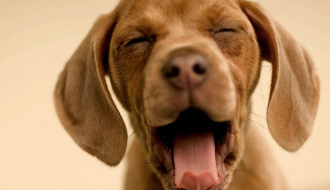 Bancuri - laughingdogwallpaper1600x1200100-1392909715.jpg