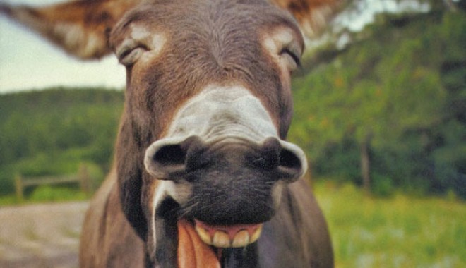 Bancuri - laughingdonkey-1350130206.jpg