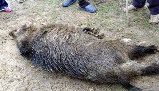 La vânătoare ilegală de mistreți! - lavanatoaredemistreti-1431363967.jpg