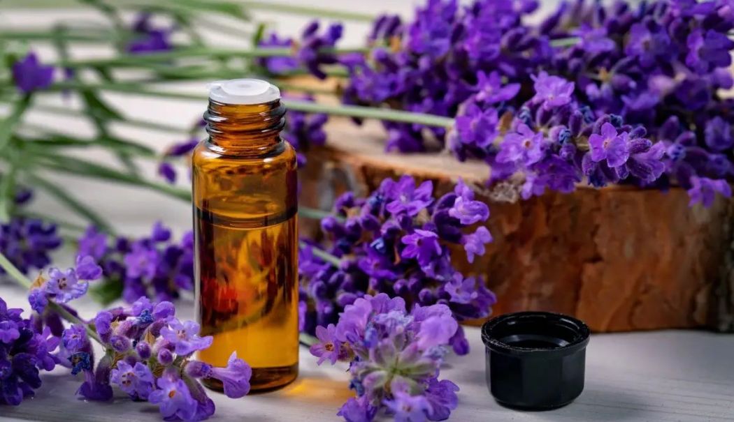 Lavanda îmbunătățește somnul şi poate preveni atacurile de panică - lavanda-1727871461.jpg