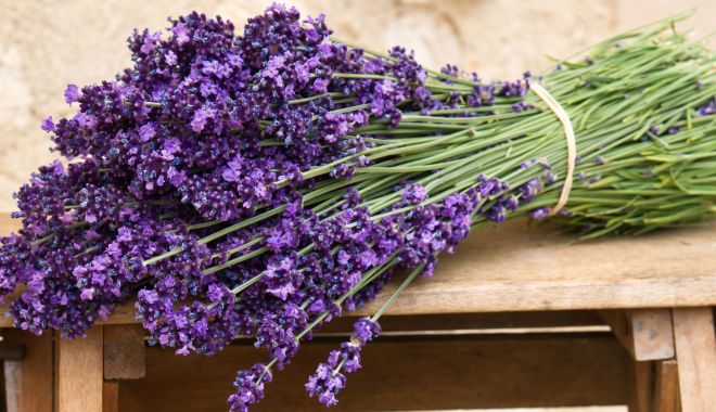 Lavanda, un bun aliat împotriva stresului şi durerilor de cap - lavanda2-1634469292.jpg