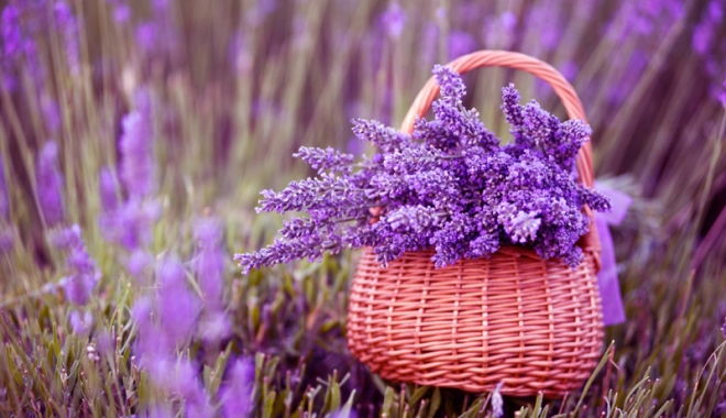 Decor exotic: lavanda la ghiveci - lavandalaghiveci-1494848362.jpg