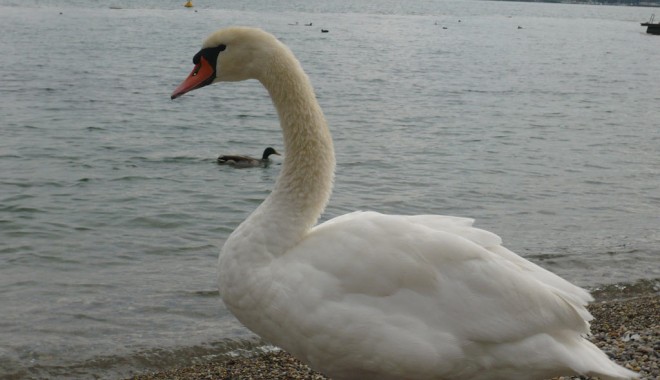 Un stol de lebede a poposit pe malul mării, la Eforie Sud - lebada-1324822352.jpg
