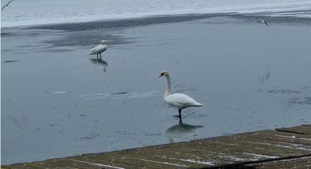 VIDEO. Pompierii constănţeni, solicitaţi să salveze două lebede pe de pe lacul îngheţat - lebede-1643537300.jpg