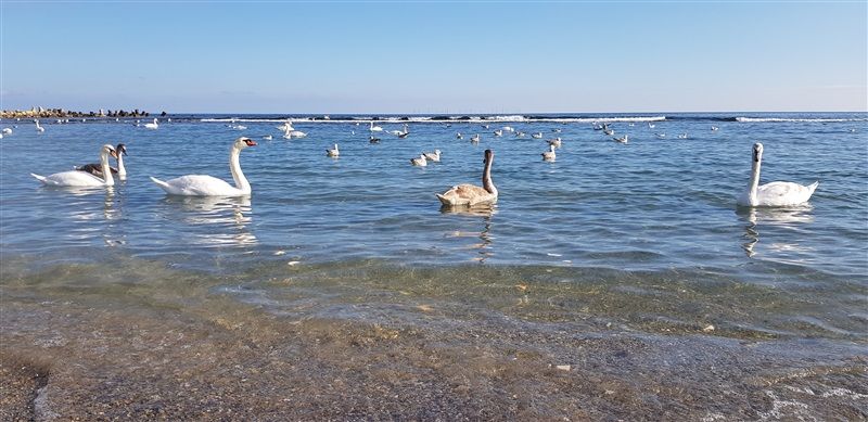 Vreme mai caldă decât normalul perioadei în Dobrogea și pe litoral - lebezi-1770794766.webp