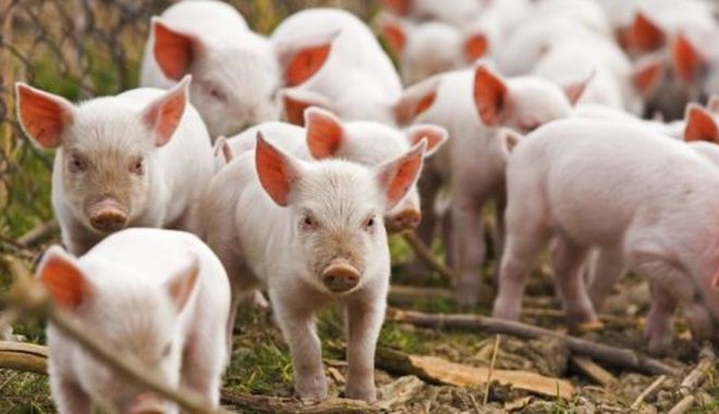 Ce aduce nou pentru fermieri Legea Porcului - legeaporcului-1638384635.jpg