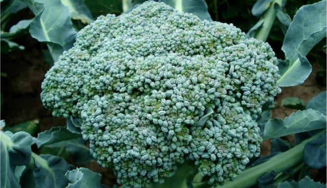 Leguma care alungă ridurile. Stimulează producţia de acid hialuronic în mod natural - leguma-1659973127.webp