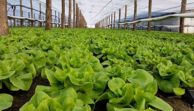 DSP: Cele mai periculoase legume provenite din serele româneşti - legume-pesticide-1710347378.jpg