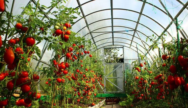 Peste 22 de milioane de euro pentru cultivarea legumelor în spaţii protejate - legume-spatii-protejate-1693242758.jpg