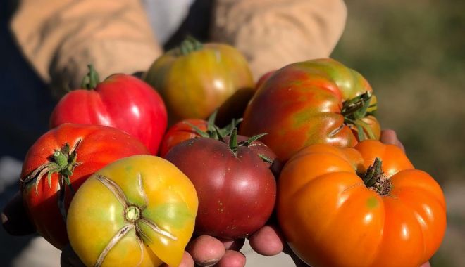 Legume şi fructe stropite cu substanţe toxice, de opt ori peste limită! Ministrul Daea, despre măsurile dure ce vor fi luate - legumebioecogradinacorbilor-1683528851.jpg