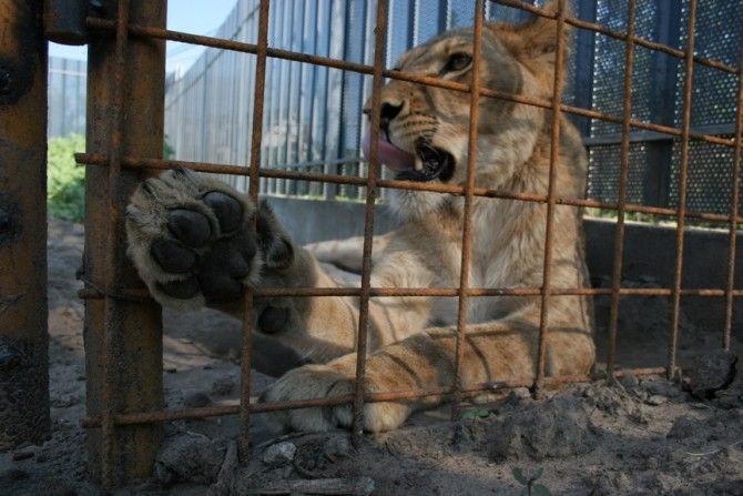 Din dorinţa de a-şi impresiona iubita, un bărbat a intrat în cuşca leilor şi a sfârşit mâncat de viu - lei-1735825277.jpg