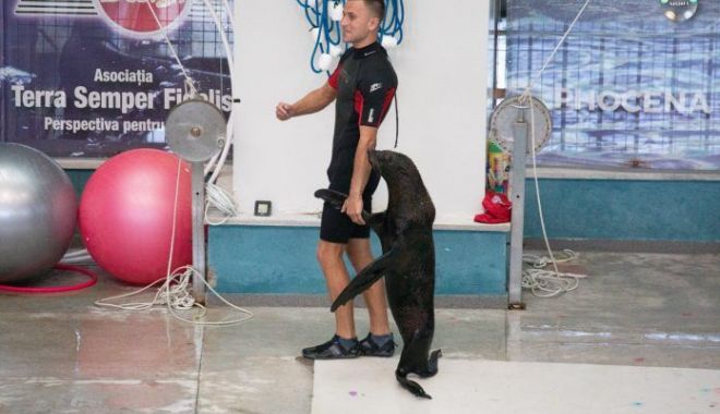 Leii de mare aduși din Ucraina la Delfinariu vor susține reprezentații începând de sâmbătă - leiidemare-1661347073.jpg