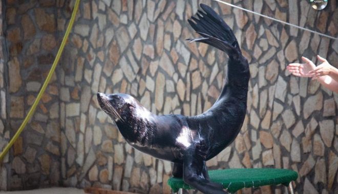 Leii de mare aduși din Ucraina fac spectacol la Delfinariul din Constanța! - leiidemarespectacol-1661779739.jpg