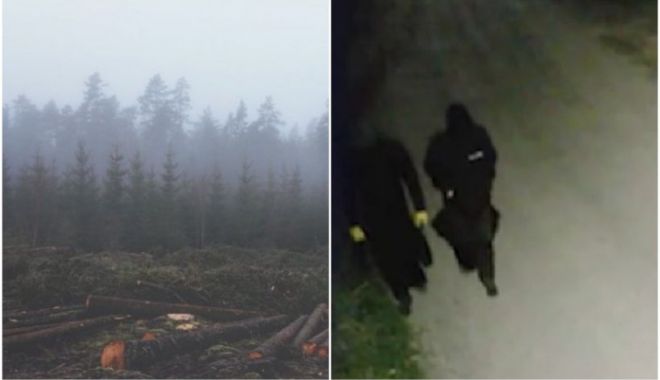 Mafia lemnului loveşte din nou: Camere de supraveghere distruse pe drumurile forestiere - lemn-1653403382.jpg
