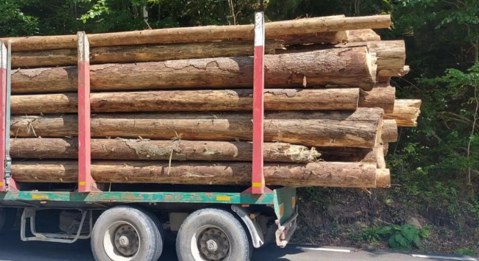 Foto - Ministerul Mediului reacționează după atacurile asupra camerelor care supraveghează transporturile de lemn