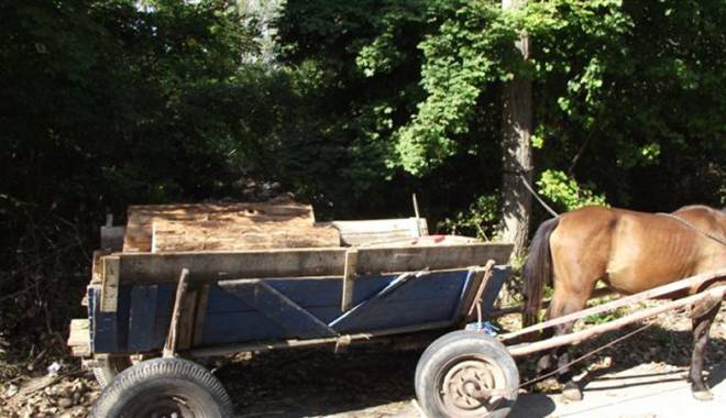 Furau lemne pentru a se încălzi - lemne1-1453140951.jpg