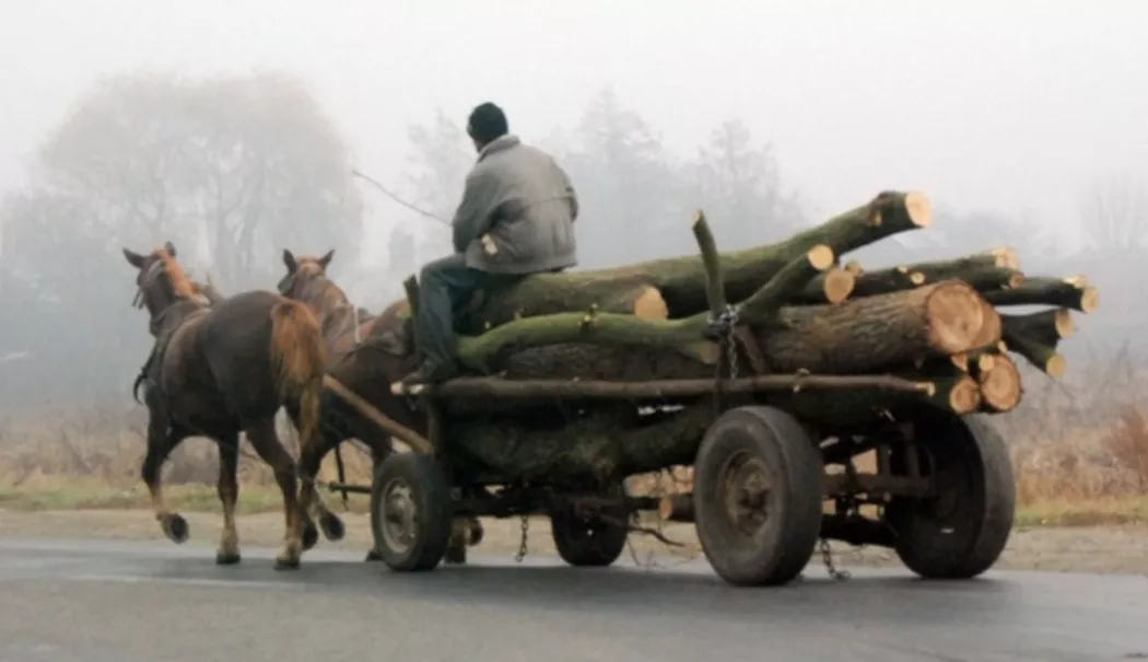 Scandal în județ! Un constănțean a fost arestat după ce a furat lemne și l-a bătut pe pădurar - lemnedefoc1-1774510034.webp