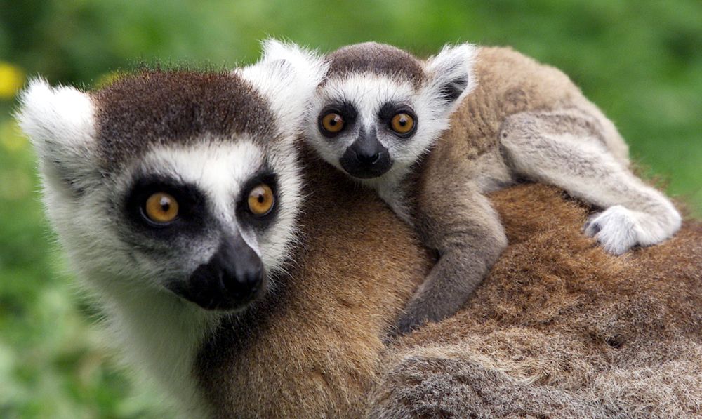 Ce mai fură românii? Un tânăr a sustras un lemur de la Zoo! Animalul, găsit legat, într-o casă abandonată