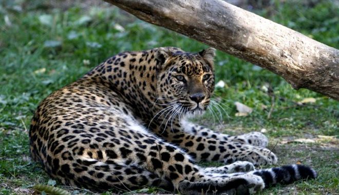 Un leopard a ucis un călugăr budist care medita în India - leopard-1544773718.jpg