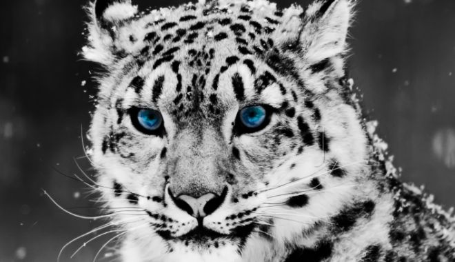 Incident șocant: 3 leoparzi ai zăpezilor de la o grădină zoologică din Nebraska au murit de covid - leopard-1636890307.jpg