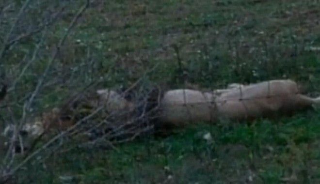 VIDEO / Zeci de animale sălbatice, libere pe străzile din Ohio, dupa ce proprietarul le-a dat drumul - leu-1319038777.jpg