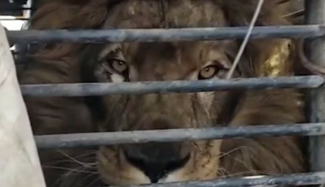 Leul Simba, mascota oraşului Zaporojie, a fost salvat şi adus în România - leu-1647795610.jpg
