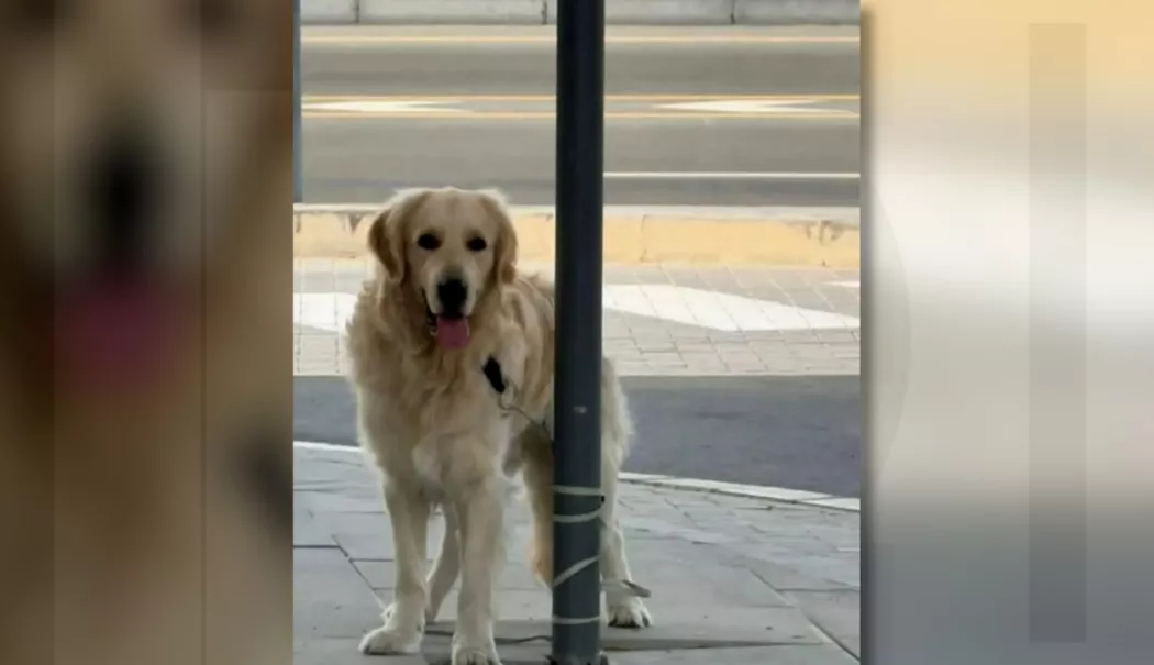 Victime fără voce. Animalele abandonate în haosul evacuărilor din Dubai și Qatar - lfci5ekeuib3o-1773071607.webp
