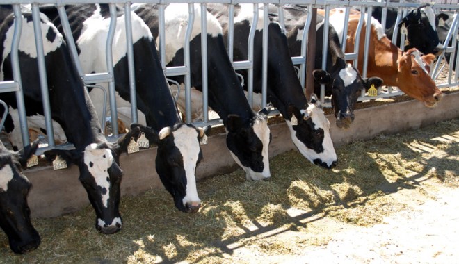 Liber la exportul de bovine vii! - liberlaexportbovinevii-1389979391.jpg