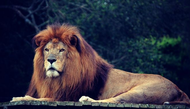 Alarmă falsă la zoo! Ce s-a întâmplat, de fapt, cu animalele evadate - lion490732960720-1527921957.jpg