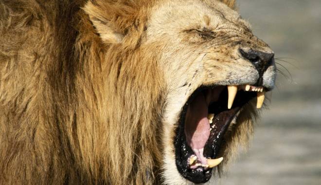 Alertă în România. Tânără mușcată de leu,  într-o zoo clandestină - lionroarwallpaperhighqualityrcpj-1448350246.jpg