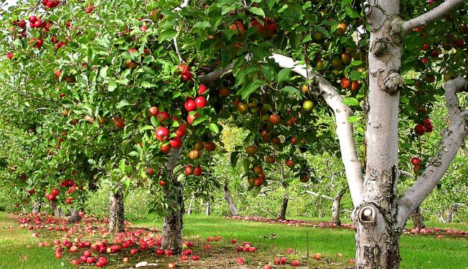 Livezile acoperă 1% din suprafața agricolă a UE - livezileacopera-1551041089.jpg