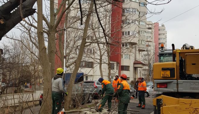 Lucrările de toaletare și corecție a arborilor continuă în Constanța - lucrarilesursaprimaria-1584444239.jpg