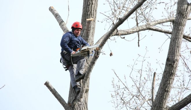 Lucrările de toaletare a arborilor din Constanța continuă - lucrarilesursaprimariaconstanta-1584100329.jpg