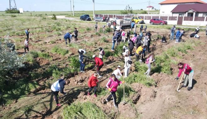 Tinerii au plantat puieţi de salcâm în comuna Limanu - lunaverde-1653068328.jpg