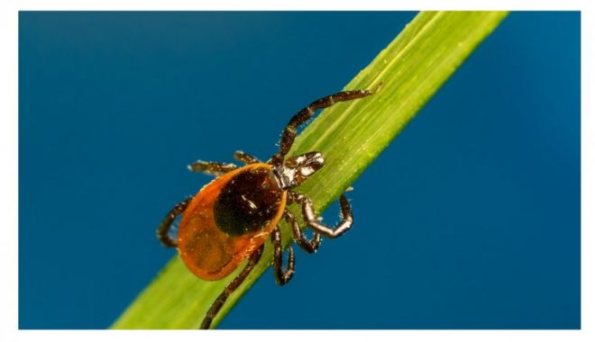 Peste 14% din populația lumii a avut boala Lyme - lyme-1655401972.jpg