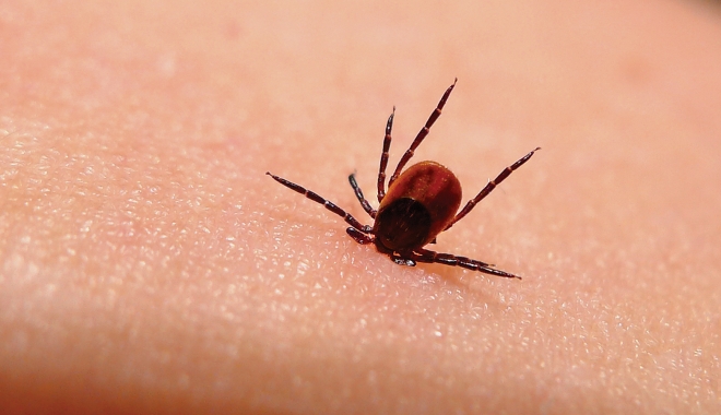 REVIN CĂPUȘELE! Alertă epidemiologică pentru boala Lyme - lyme1459782037-1459858301.jpg