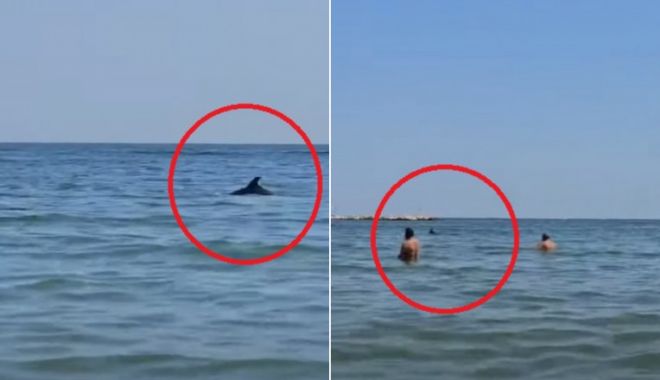 Surpriză pentru turiștii din stațiunea Mamaia. Mai mulți delfini au făcut spectacol aproape de mal - m2yzy2qymtbkmge4ythkyzg3yzg5mje2-1692637302.jpg
