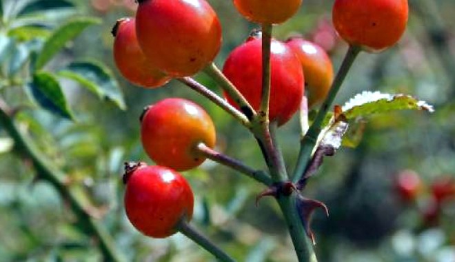 Măceșele - bombe de vitamine - macese2-1308930249.jpg