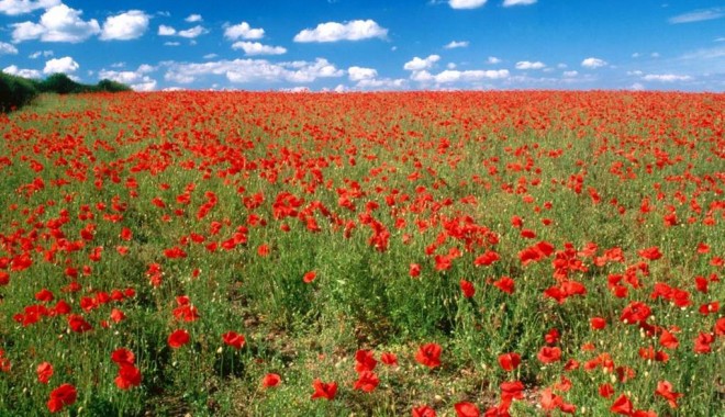 Cum va fi vremea sâmbătă și duminică, pe litoral - maci1-1340982658.jpg