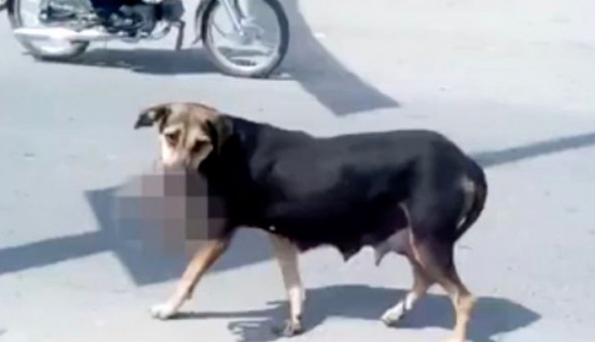VIDEO ȘOCANT. Un maidanez se plimbă cu un bebeluș mort în gură - maidanez60741400-1473666695.jpg