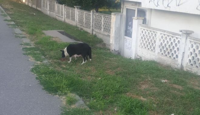 Pericolul cu colți din curtea Poliției. 