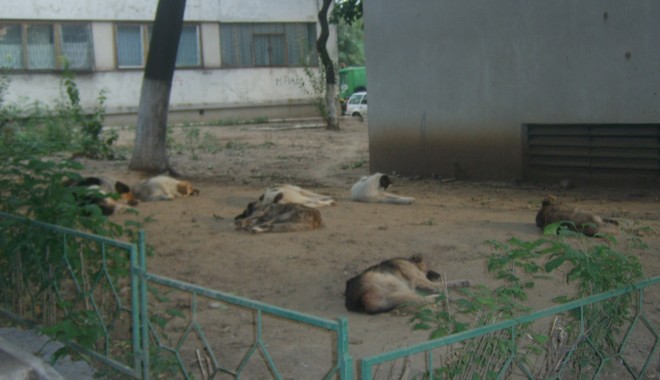 Năvodari: Zeci de câini au fost otrăviți cu pastile toxice - maidanezi43371500-1317716190.jpg