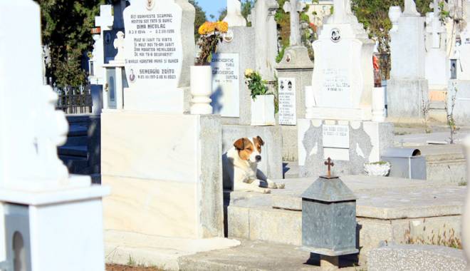 Maidanezii, pericolul dintre morminte. Cimitirul Central, casă pentru haitele de câini - maidanezicimitir8-1449079754.jpg