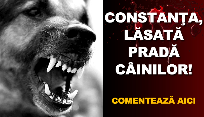 De ce NU POATE Constanța să scape de CÂINII MAIDANEZI - maidaneziconstanta-1378366018.jpg