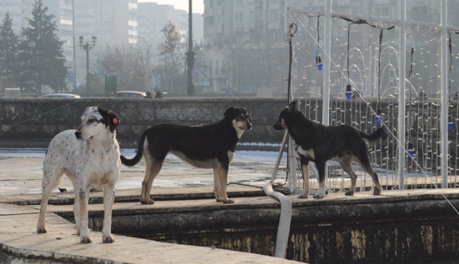 Vreți sau nu eutanasierea câinilor fără stăpân? - maidanezicopy-1322084266.jpg