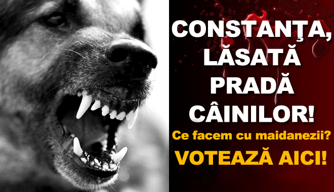SONDAJ. SUNTEȚI DE ACORD CU EUTANASIEREA MAIDANEZILOR? Votează AICI - maidanezisondaj-1378731952.jpg